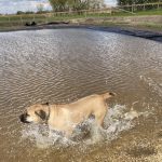 dog playing in pond small