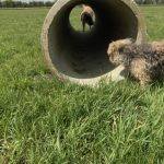 dogs playing in tunnel in field small