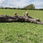 dogs training on tree trunk small