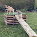 two dogs training small
